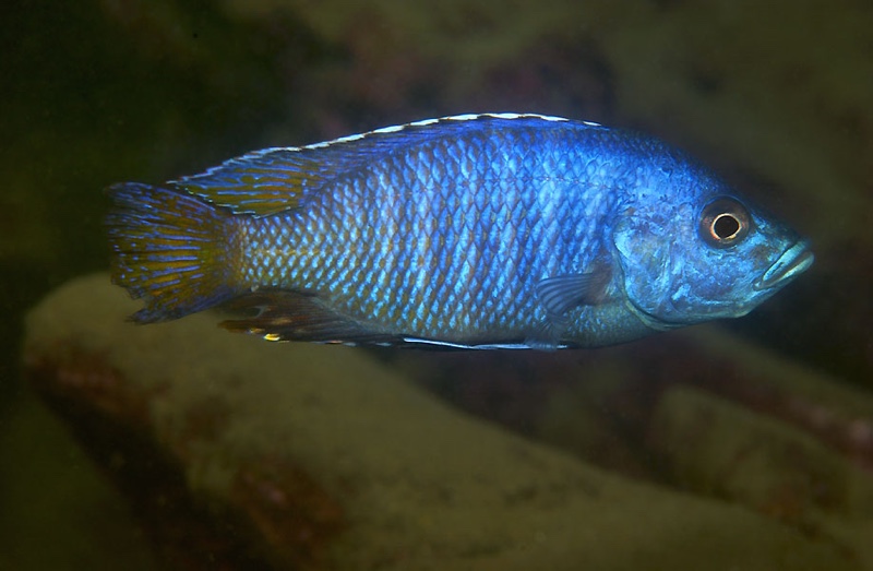 Otopharynx antron 'Nametumbwe'